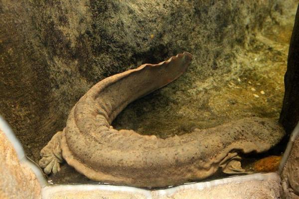 海洋公園獲贈娃娃魚 班海豹明年亮相